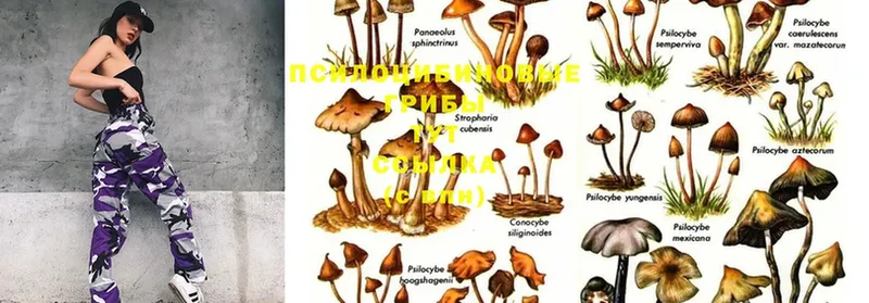 купить наркотик  Жирновск  KRAKEN вход  Галлюциногенные грибы Psilocybine cubensis 